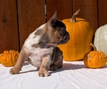 Small Photo #40 French Bulldog Puppy For Sale in GOSHEN, IN, USA