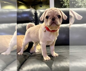 Pug Puppy for sale in WEST BLOOMFIELD, MI, USA