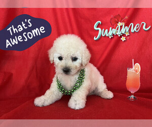Maltipoo Puppy for Sale in SAN FRANCISCO, California USA
