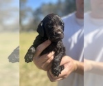 Small Photo #5 Boykin Spaniel Puppy For Sale in BAMBERG, SC, USA