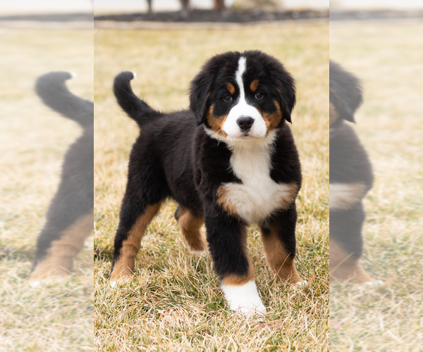 Medium Photo #44 Bernese Mountain Dog Puppy For Sale in MILLERSBURG, IN, USA