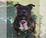 Small #3 Bulldog Mix