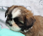 Small #4 Shih Tzu