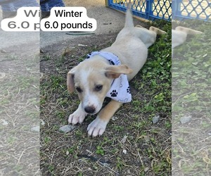 Chihuahua-Labrador Retriever Mix Dogs for adoption in Virginia Beach, VA, USA