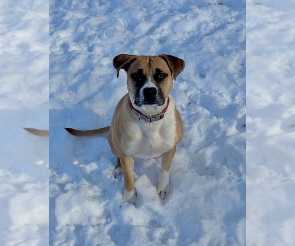 Medium Photo #16 American Staffordshire Terrier-Labrador Retriever Mix Puppy For Sale in Brewster, NY, USA