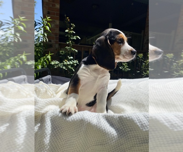 Medium Photo #4 Beagle Puppy For Sale in CONROE, TX, USA