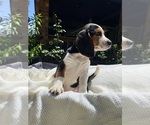 Small #3 Beagle