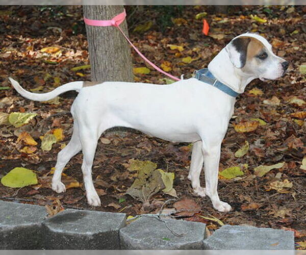 Medium Photo #2 Mutt Puppy For Sale in Lake Wylie, SC, USA