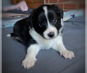 Border Collie-Papillon Mix Puppy for Sale in CULPEPER, Virginia USA