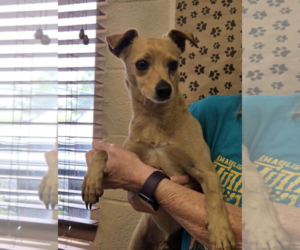 Medium Photo #5 Chihuahua-Unknown Mix Puppy For Sale in Amarillo, TX, USA