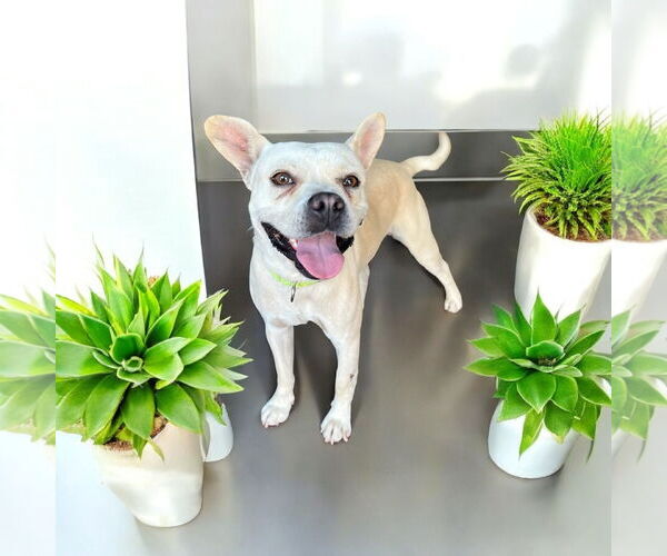 Medium Photo #2 French Bulldog Puppy For Sale in Menifee, CA, USA