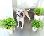Small #1 French Bulldog