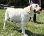 Small Photo #1 Labrador Retriever Puppy For Sale in NEOLA, WV, USA
