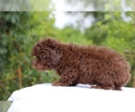 Small #9 ShihPoo