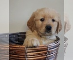Puppy AKC Becky Golden Retriever