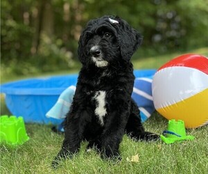 Bernedoodle Puppy for Sale in PERRYSVILLE, Ohio USA