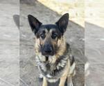 Small #1 German Shepherd Dog