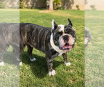 Small #1 Bulldog Mix