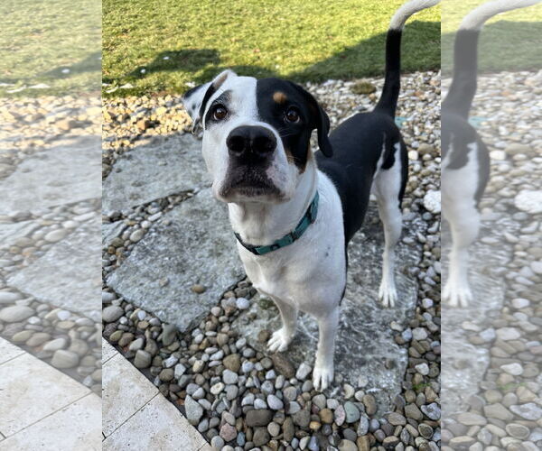 Medium Photo #2 Mutt Puppy For Sale in Germantown, OH, USA