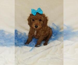 Poodle (Toy) Puppy for sale in CHADWICK, MO, USA
