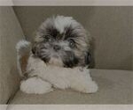 Puppy Puppy 2 Shih Tzu