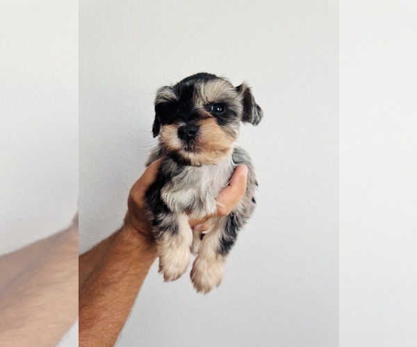 Medium Photo #3 Schnauzer (Miniature) Puppy For Sale in KISSIMMEE, FL, USA