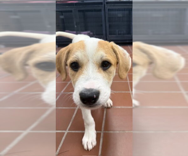 Medium Photo #3 Labrador Retriever-Unknown Mix Puppy For Sale in Jefferson, NJ, USA