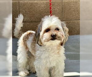 Shih Tzu Dogs for adoption in Salinas, CA, USA