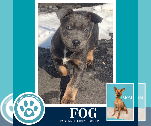 Medium Photo #7 Labrador Retriever-Unknown Mix Puppy For Sale in Kimberton, PA, USA