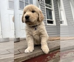 Small Photo #7 Golden Retriever Puppy For Sale in RICHMOND, VA, USA