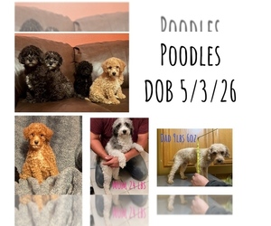Poodle (Miniature) Puppy for sale in DUBUQUE, IA, USA