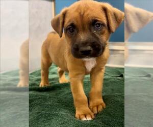 German Shepherd Dog-Siberian Husky Mix Dogs for adoption in Conroe, TX, USA