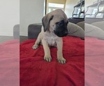 Small #1 Mastiff