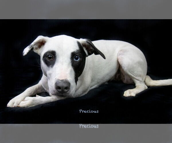 Medium Photo #6 Mutt Puppy For Sale in Hot Springs Village, AR, USA