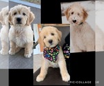 Small Photo #4 Goldendoodle Puppy For Sale in FREDERICKTOWN, MO, USA