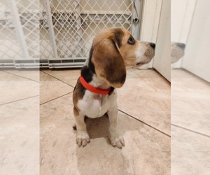 Beagle Puppy for sale in PICO RIVERA, CA, USA
