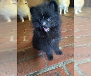 Pomeranian Puppy for sale in MARLTON, NJ, USA