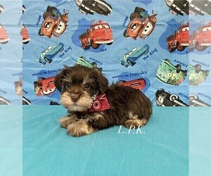 Schnauzer (Miniature) Puppy for sale in WINNSBORO, LA, USA