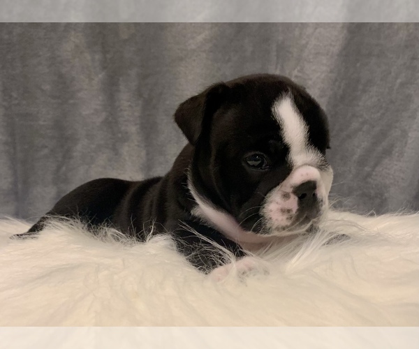 Medium Photo #9 Bulldog Puppy For Sale in JACKSONVILLE, FL, USA