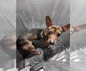 Mutt Dogs for adoption in San Antonio, TX, USA