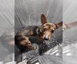 MARS - Male Mutt Dog for Adoption - Small photo