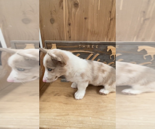 Medium Photo #2 American Corgi Puppy For Sale in SANDY VALLEY, NV, USA