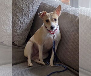 Jack-Rat Terrier Dogs for adoption in Oakhurst, NJ, USA