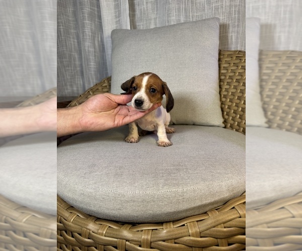 Medium Photo #4 Dachshund Puppy For Sale in ORLANDO, FL, USA