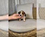 Small #3 Dachshund
