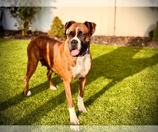 Medium Photo #1 Boxer Puppy For Sale in Dumont, NJ, USA