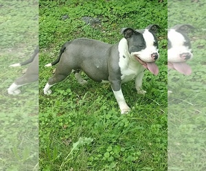 American Bully Puppy for sale in EARLINGTON, KY, USA