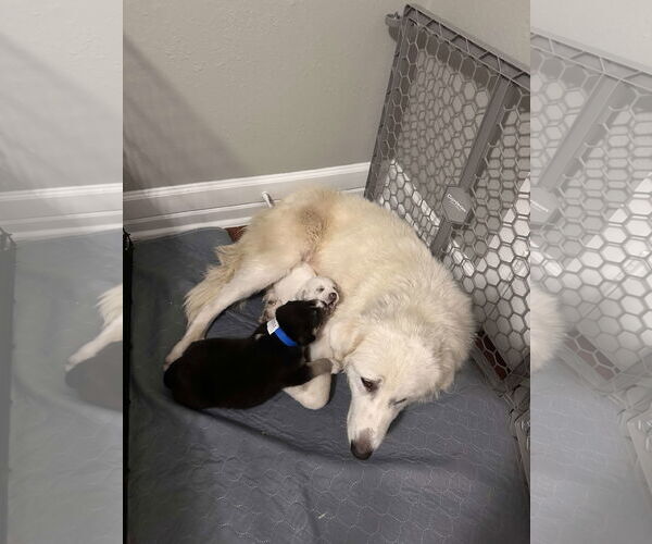 Medium Photo #18 Great Pyrenees Puppy For Sale in Houston, TX, USA