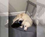 Small #17 Great Pyrenees