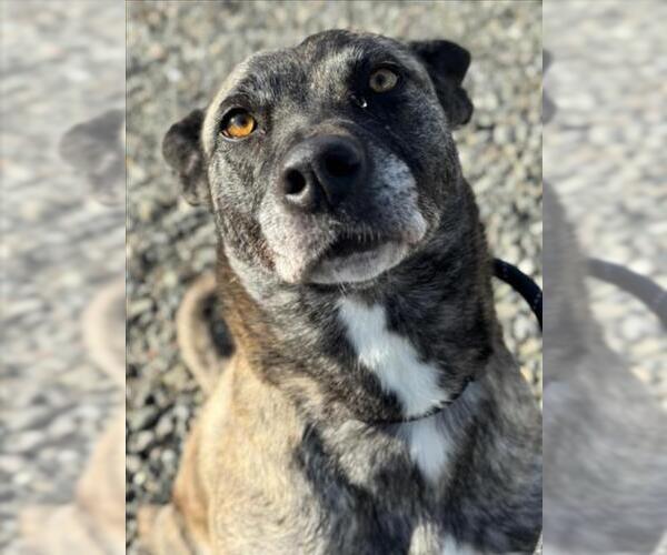 Medium Photo #2 German Shepherd Dog-Unknown Mix Puppy For Sale in Woodland, CA, USA